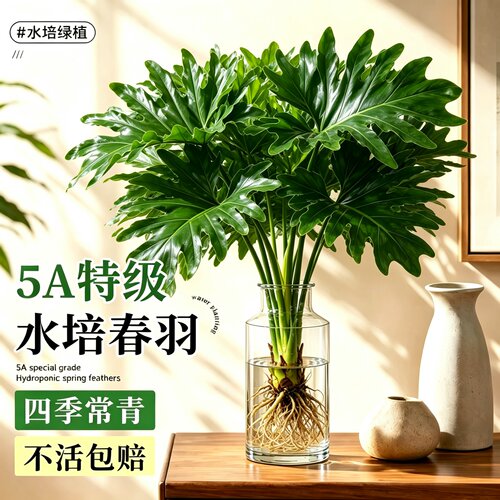 【绿植类目TOP】水培干净好养