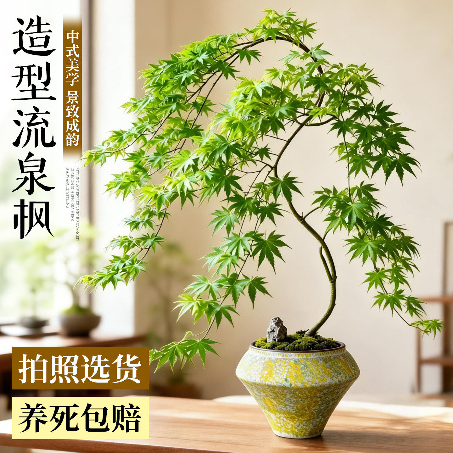 【中式美学】造型黄金流泉枫盆栽