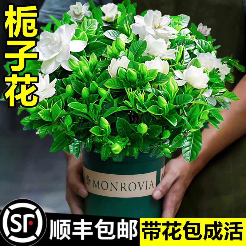 栀子花盆栽花卉植物室内水培绿植四季好养茉莉花九里香鲜花清香木