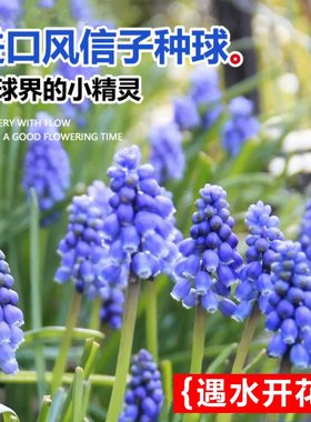 【进口种球】葡萄风信子耐寒易活