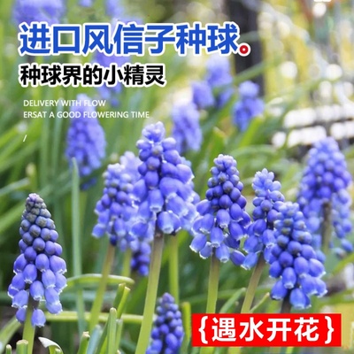 【进口种球】葡萄风信子耐寒易活