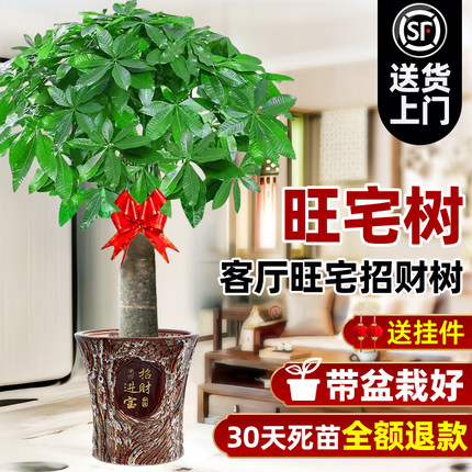 发财树盆栽大棵室内摆客厅大型步步高招财树绿植物办公室乔迁开业