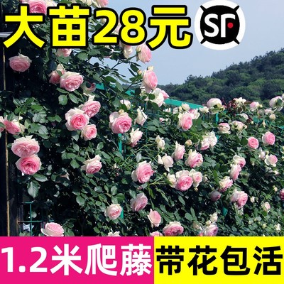 【1米2大苗】带花蔷薇花爬藤月季