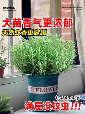新疆包邮迷迭香牛排用可食用盆栽薄荷苗驱蚊草室内外绿植盆栽四季