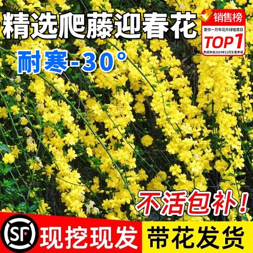 迎春花苗带花苞四季开花爬藤植物