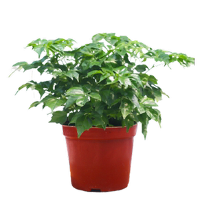 幸福树盆栽绿宝水培植物吸甲醛办公室内花卉绿植好养净化空气