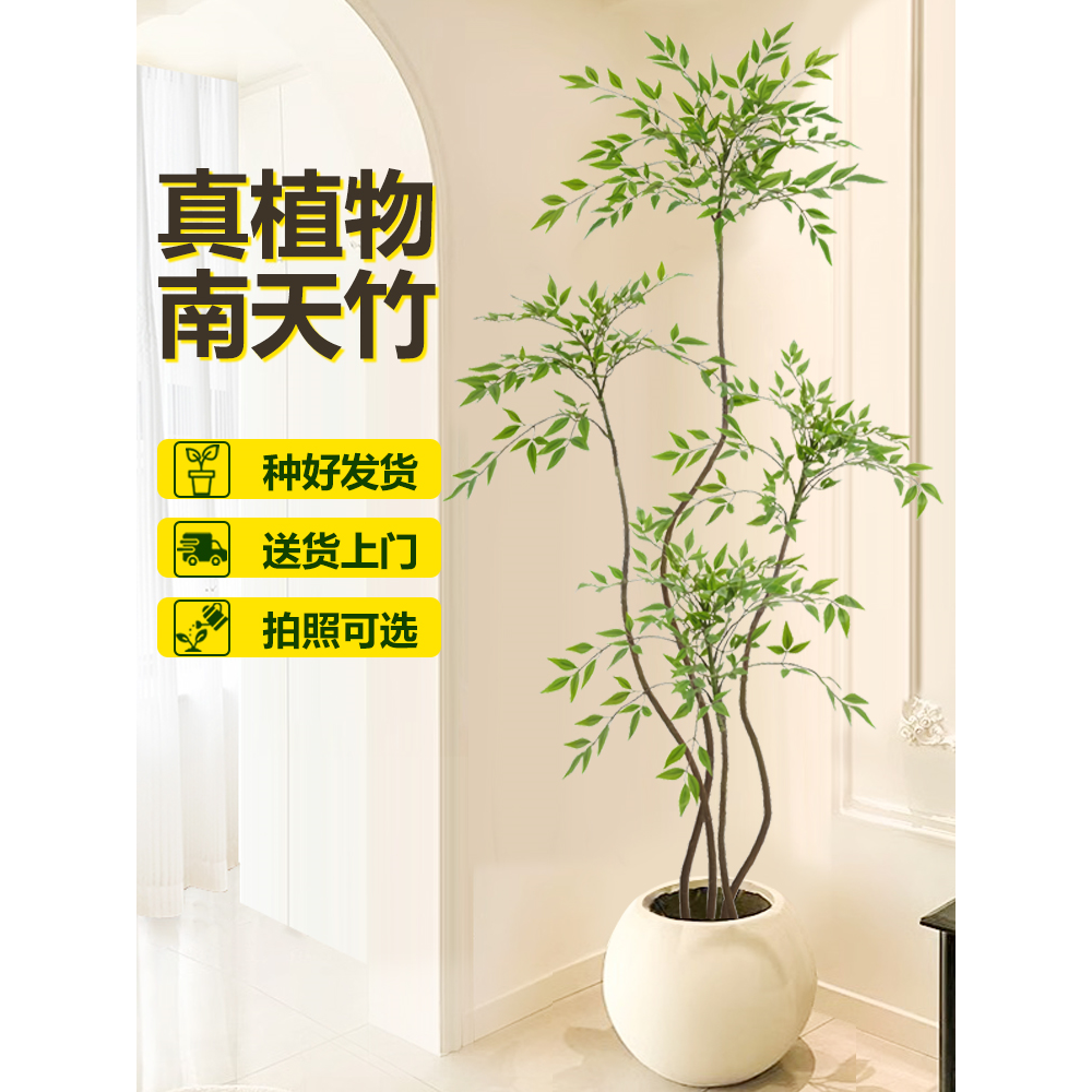 南天竹盆栽客厅真树室内植物