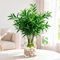 Mosquito-repellent bamboo and cypress hydroponic plants, large water-cultivated green plants on office desks, indoor and bedroom bamboo potted plants, evergreen all year round thumbnail 2