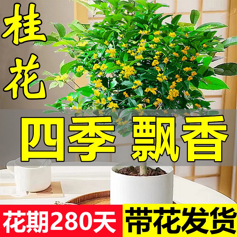 桂花树苗盆栽可食用金桂四季桂开花不断室内外阳台庭院浓香型花卉 鲜花速递/花卉仿真/绿植园艺 时令草本花卉 原图主图