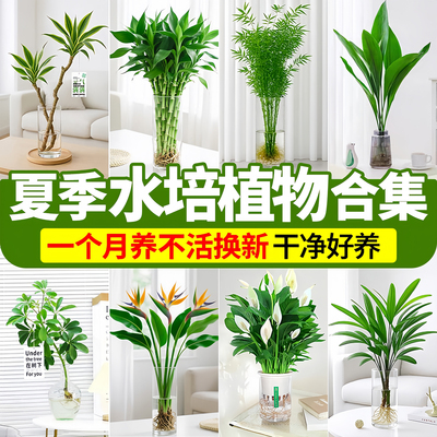 【夏季热销】耐热水培植物室内摆