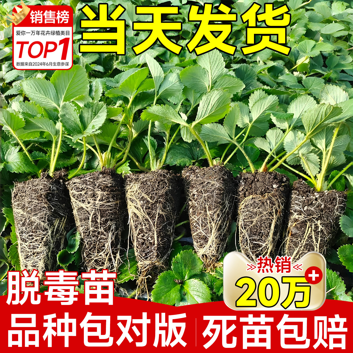 草莓苗秧四季结果盆栽种子
