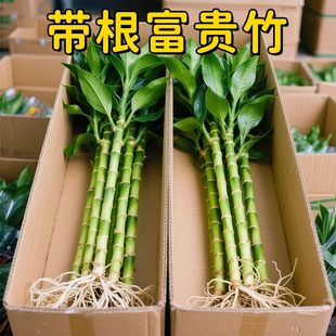 富贵竹水培植物粗杆节节高好养易活观音竹室内绿植客厅招财转运竹