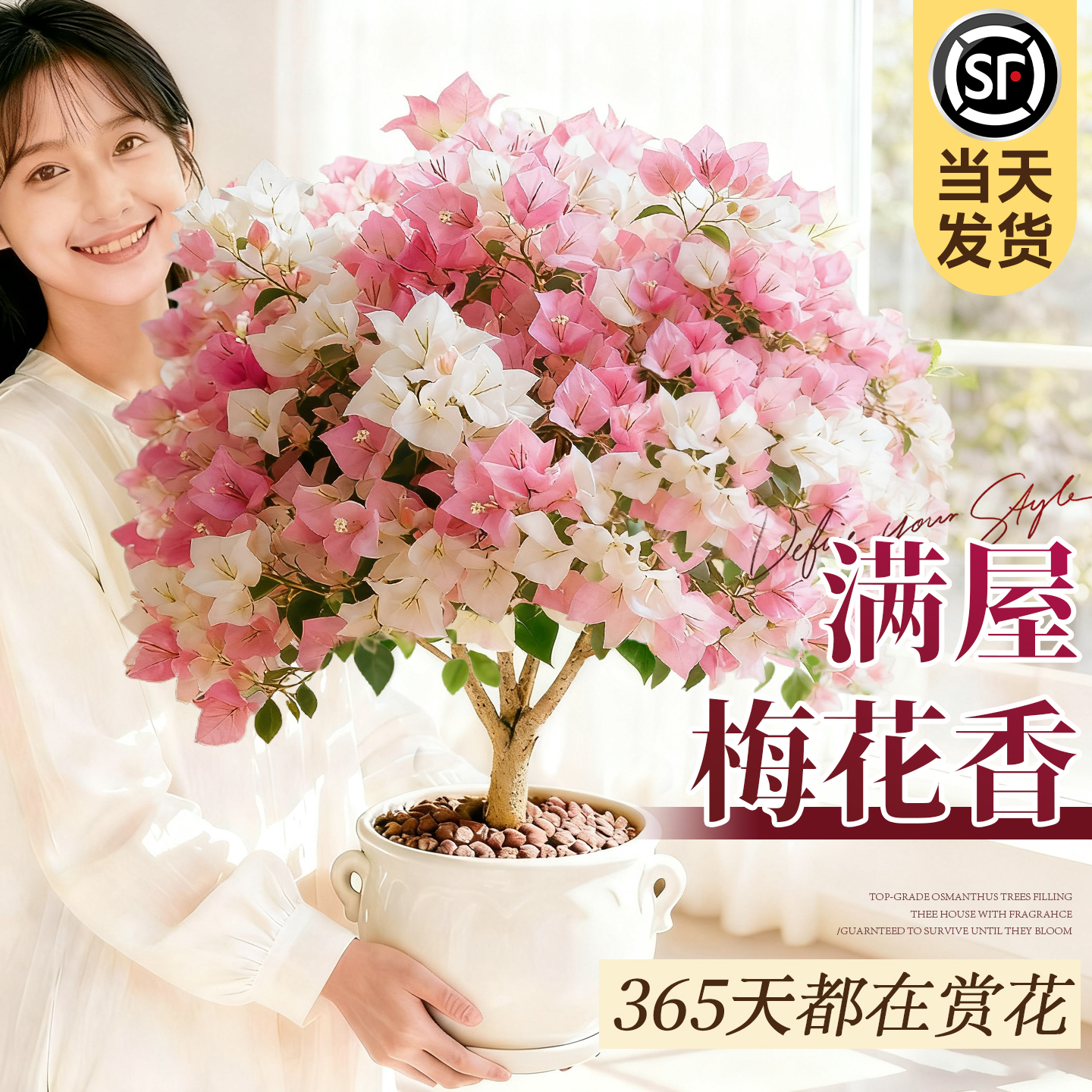 【销量累计10W+】高端三角梅带花