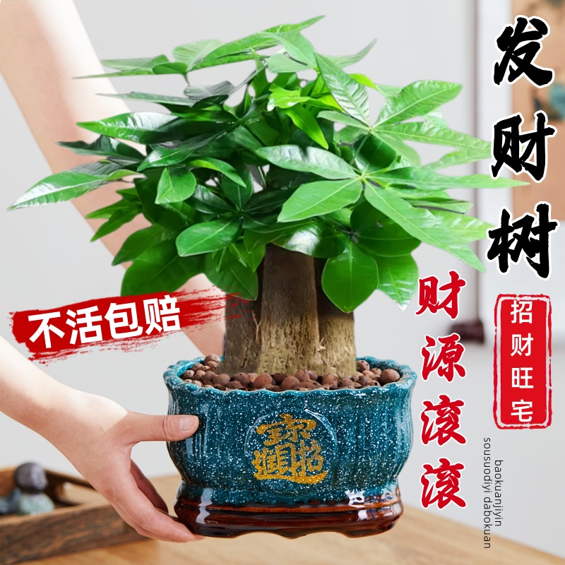 三杆发财树客厅大盆栽2024新款绿植室内开业招财植物四季常青好养