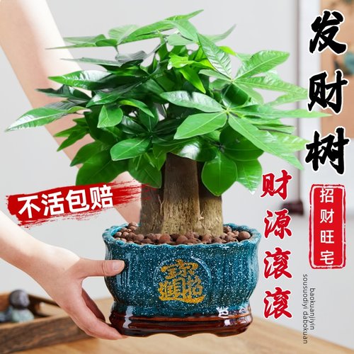 大盆三杆发财树栽绿植室内