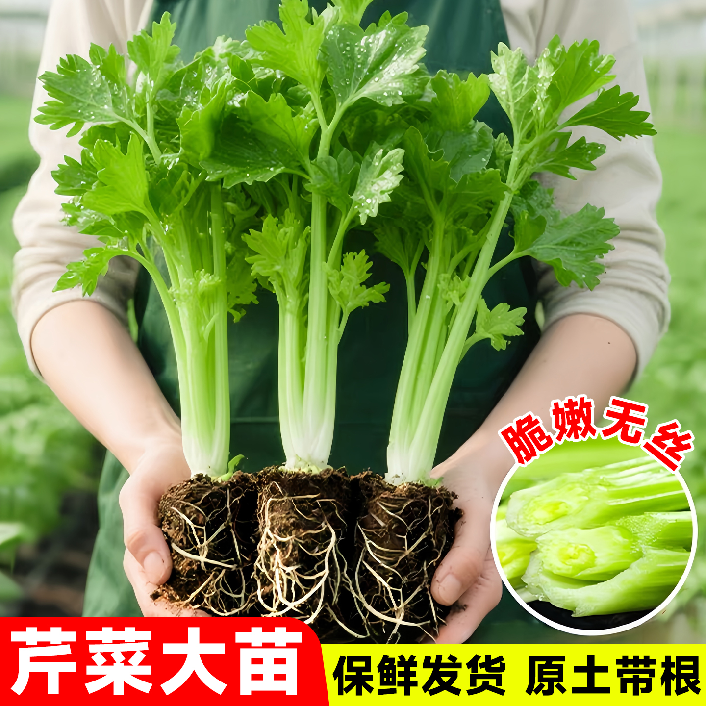芹菜苗批发当季有机时令蔬菜秧苗