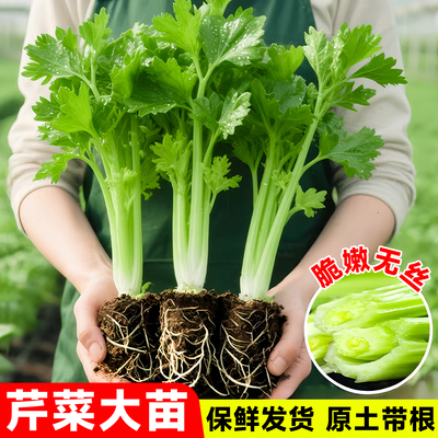 芹菜苗批发当季有机时令蔬菜秧苗