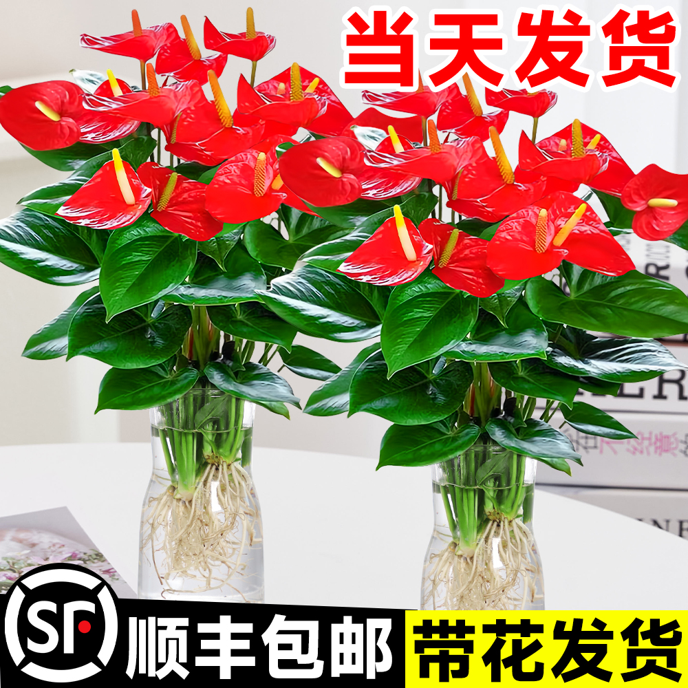 水培红掌盆栽带花鸿运当头