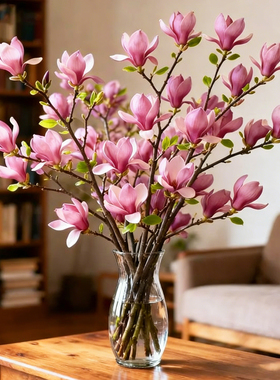 带花苞玉兰花水培鲜切花玉兰鲜枝真花过年花束盆栽客厅摆件年宵花