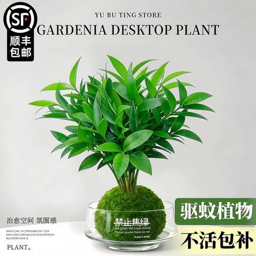 【全网热销10W+】水培竹柏苔藓球