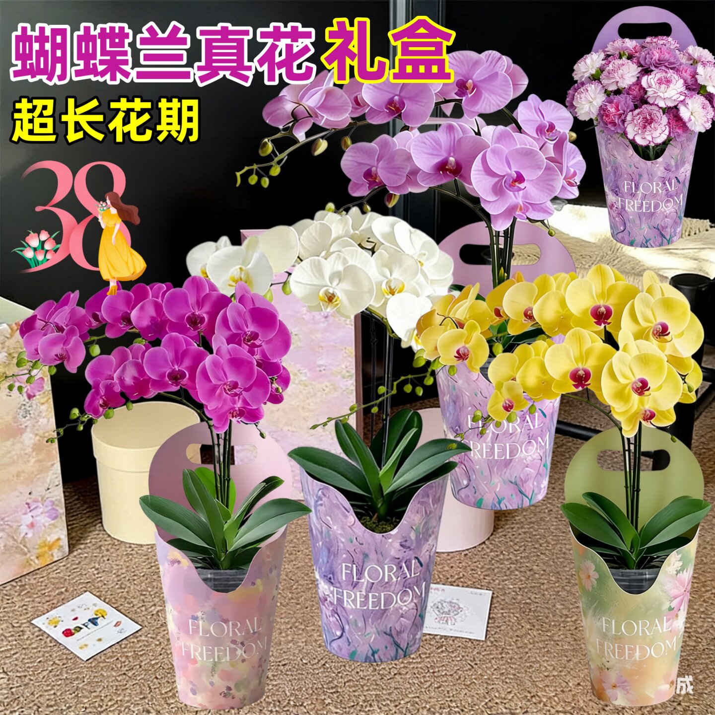 蝴蝶兰带花盆栽女神38节妇女礼物礼盒康乃馨盆栽花期超长的鲜花卉