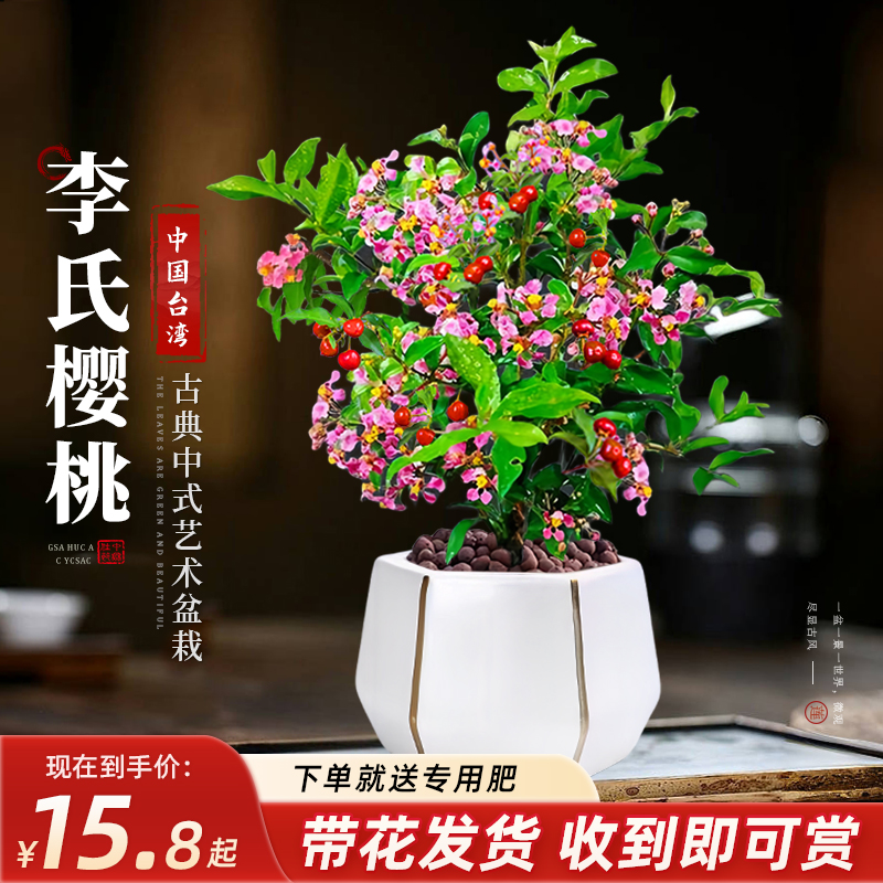 【带花带果】李氏樱桃室内好养