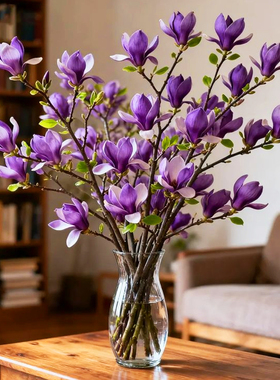 带花苞玉兰花水培鲜切花玉兰鲜枝真花过年花束盆栽客厅摆件年宵花