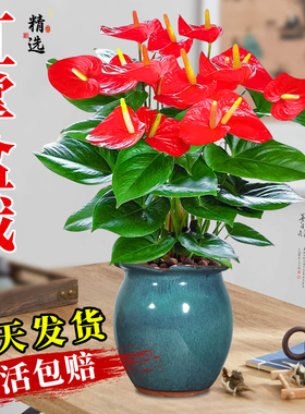 红掌盆栽带花大盆大叶四季开花卉绿植物鸿运当头室内客厅旺宅好养