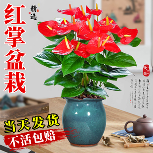 红掌盆栽带花大盆大叶四季 开花卉绿植物鸿运当头室内客厅旺宅好养