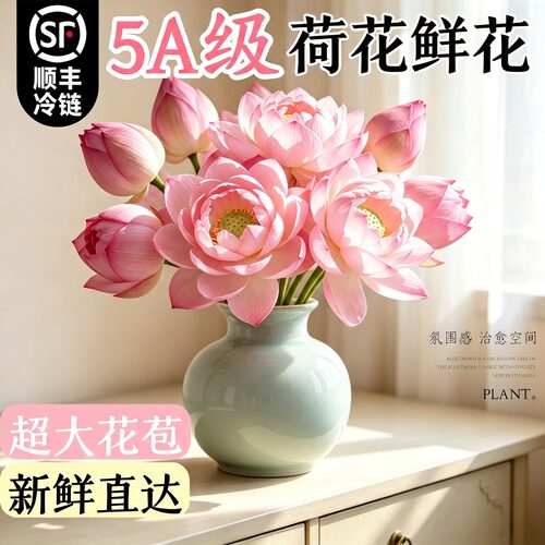 【冷链直达】基地直发荷花鲜花