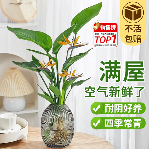 天堂鸟鹤望兰室内净化空气水培