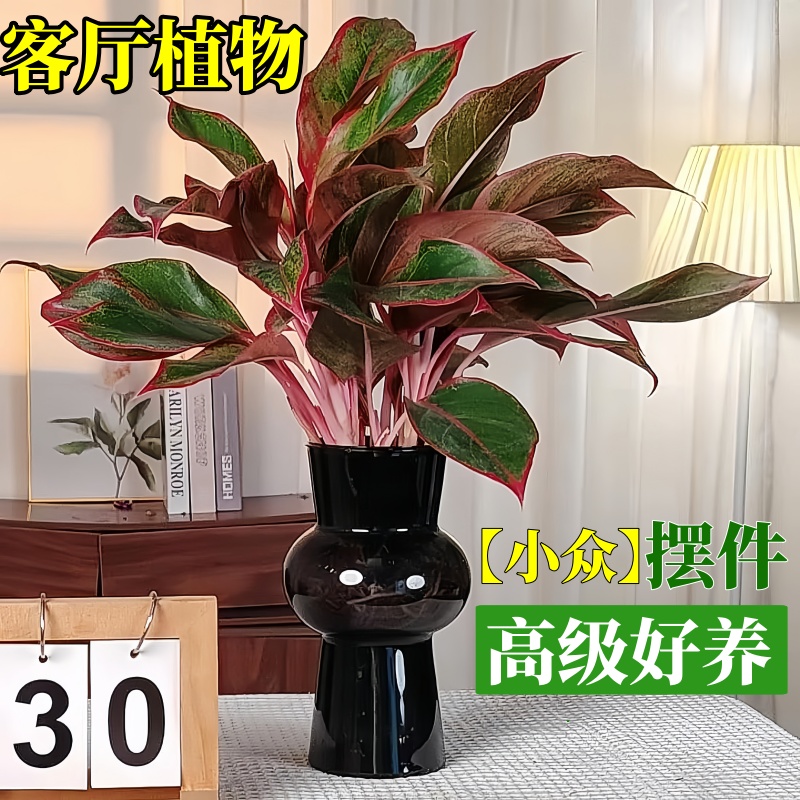 小众高级感！好养旺宅万年红盆栽