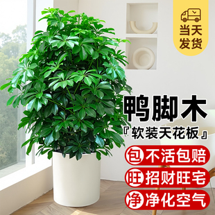 鸭脚木盆栽绿植客厅大型八方来财鸭掌木花卉室内七叶莲鹅掌柴植物