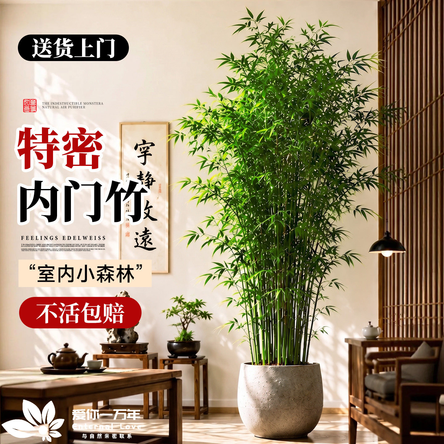 竹子盆栽室内客厅大型绿植内门竹