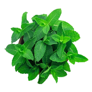 可食用薄荷种子留兰香柠檬苗猫薄荷四季播种室内阳台盆栽花种籽子