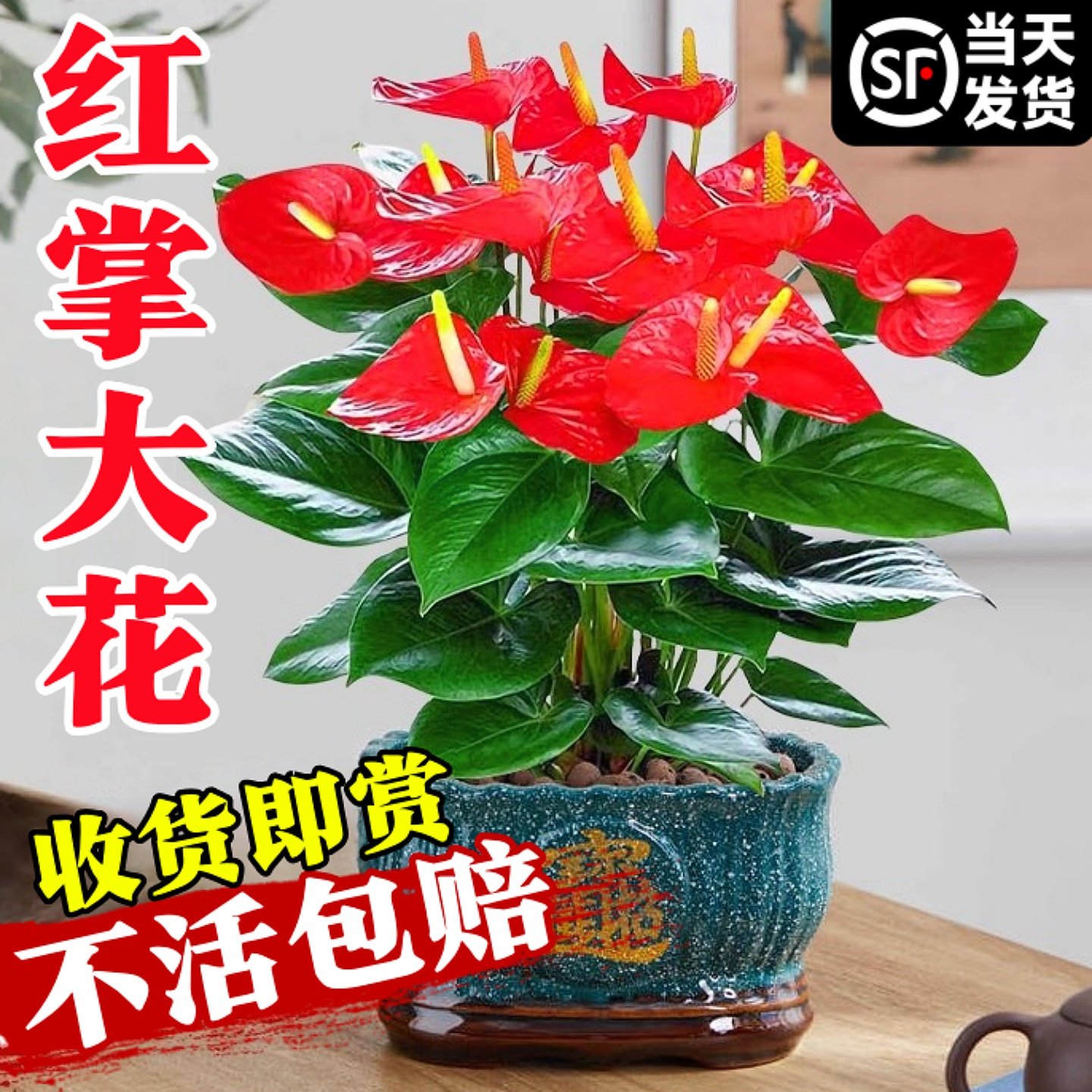 红掌盆栽带花大叶大花旺宅植物易活四季开花卉绿植物室内好养客厅