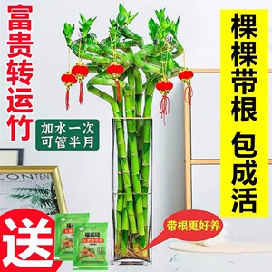 带根转运竹水富贵植物养开子