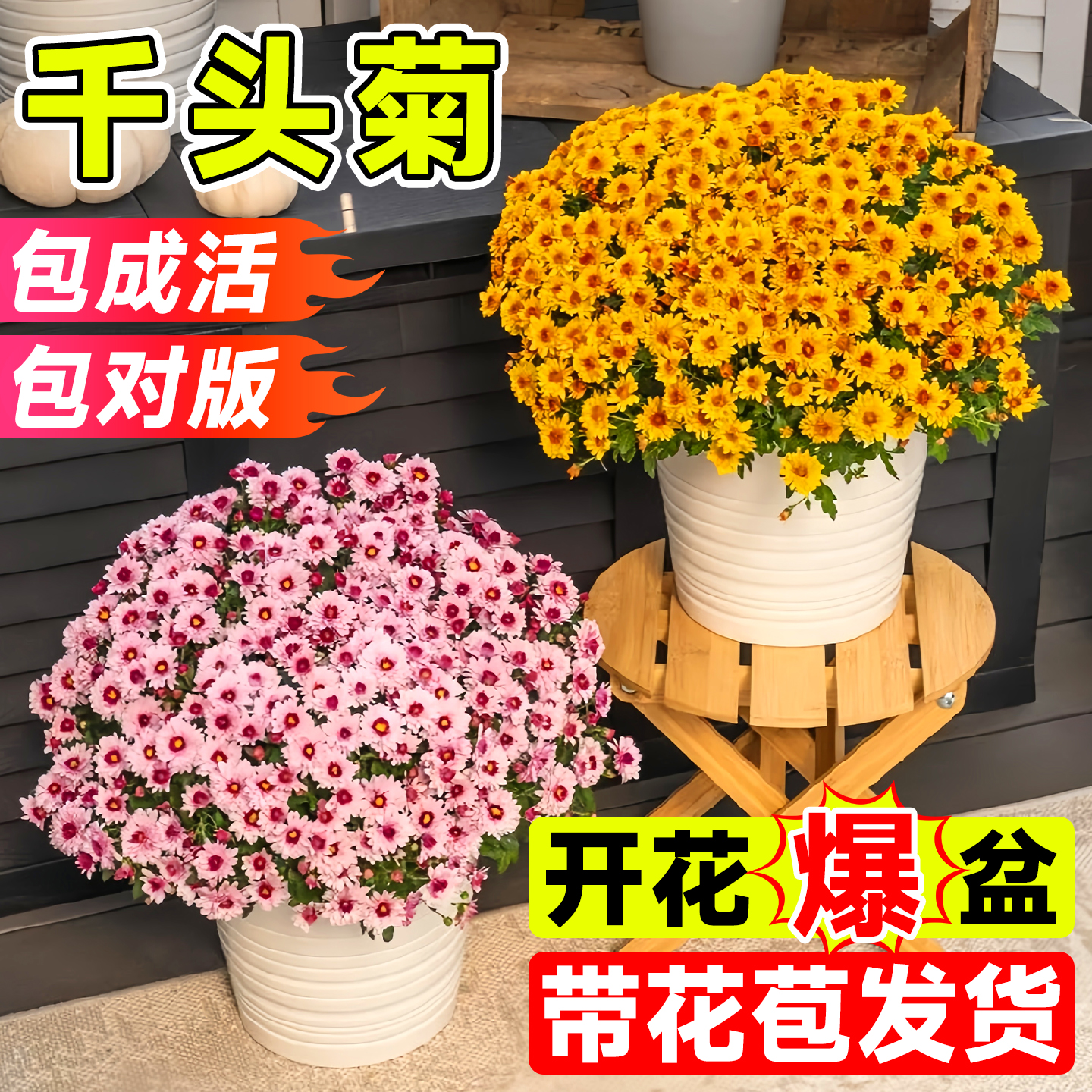 千头菊盆栽四季开花带花苞