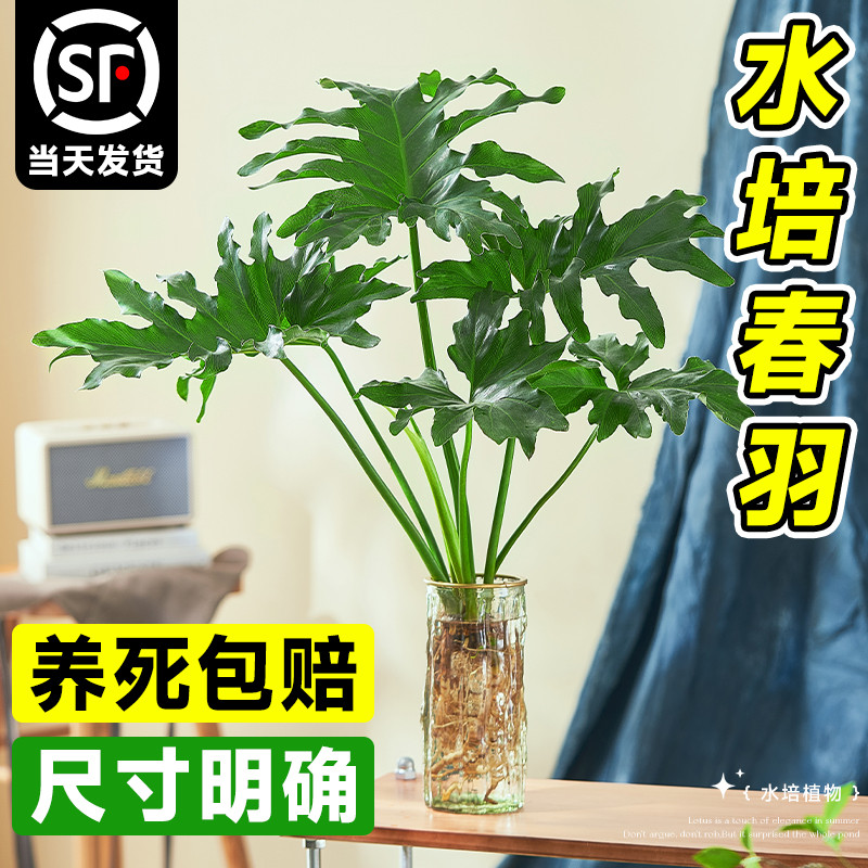 龙鳞春羽桌面水培植物办公室绿植高级感客厅卧室桌摆盆栽四季好养