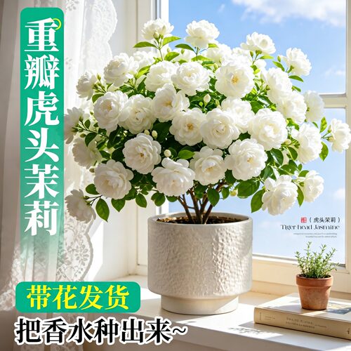 虎头茉莉花盆栽四季开花老桩