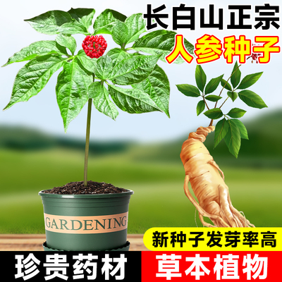人参种子长白山野山参