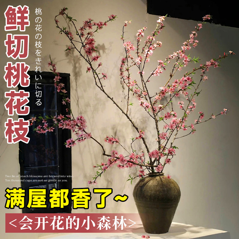 桃花枝水培植物红梅干枝带花苞水养鲜切花卉高级感真干花花束摆件