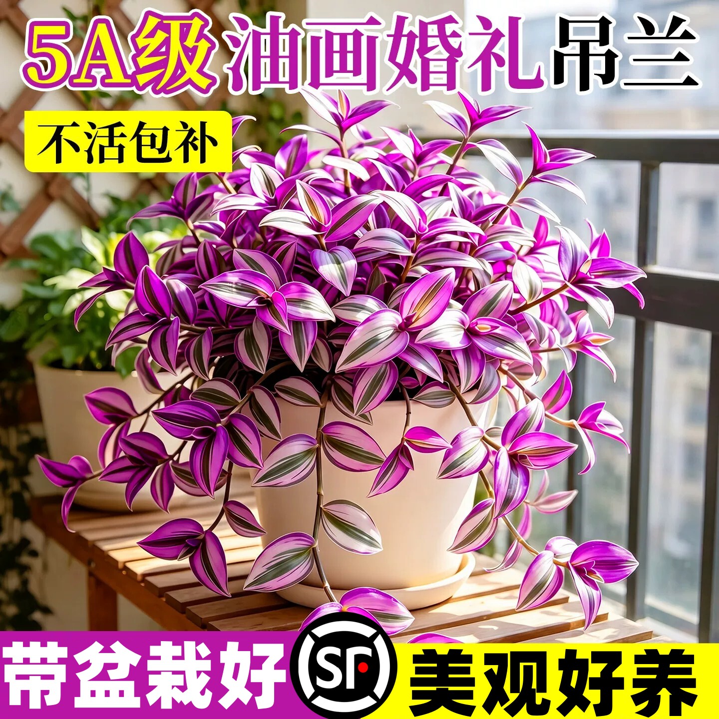 油画婚礼吊兰盆栽室内垂吊绿植物四季好养紫露草桌面多肉好养花卉