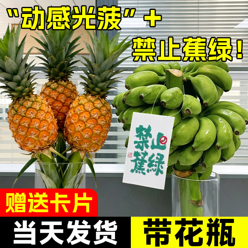 禁止蕉绿香蕉banana网红菠萝水培植物桌面绿植办公室水果凤梨芭蕉