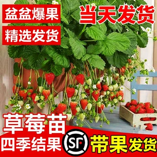 奶油草莓苗盆栽四季 食用红颜草莓种籽子新苗种植苗秧带土蔬菜水果