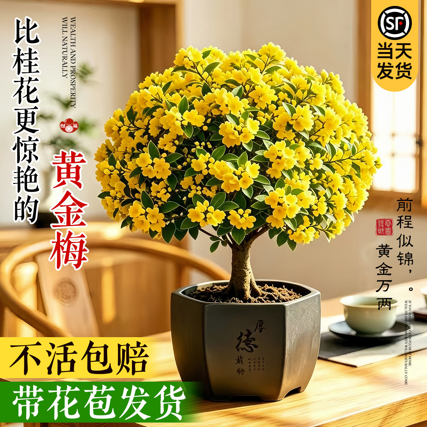 【人气款】家有黄金梅富贵自然来