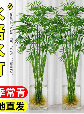 水竹水培植物旱伞草鱼缸造景净化水质水草水生植物鱼池塘龟缸绿植