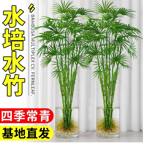 全网热销10W+水竹水培植物