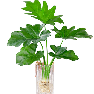 春雨绿植盆栽花卉物室内易养
