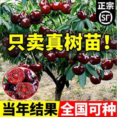 车厘子树苗樱桃苖南方北种